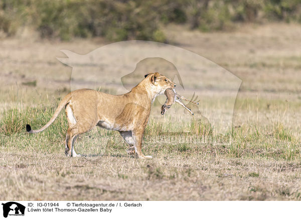 Lwin ttet Thomson-Gazellen Baby / Lioness kills Thomson baby Gazelles / IG-01944