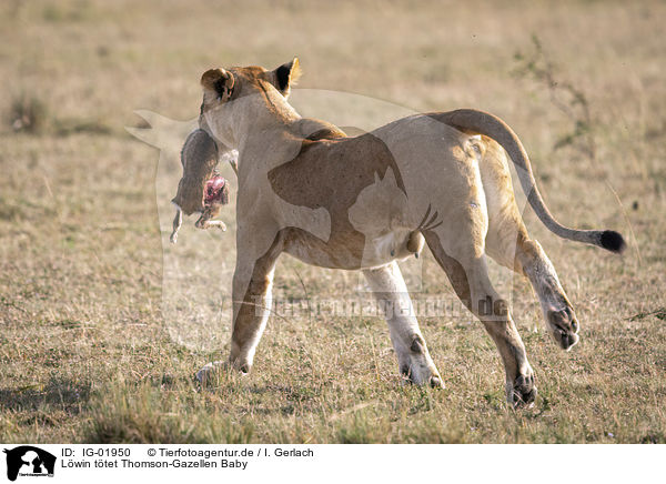 Lwin ttet Thomson-Gazellen Baby / Lioness kills Thomson baby Gazelles / IG-01950