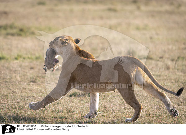 Lwin ttet Thomson-Gazellen Baby / Lioness kills Thomson baby Gazelles / IG-01951
