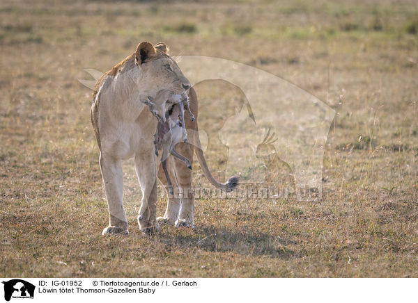 Lwin ttet Thomson-Gazellen Baby / Lioness kills Thomson baby Gazelles / IG-01952