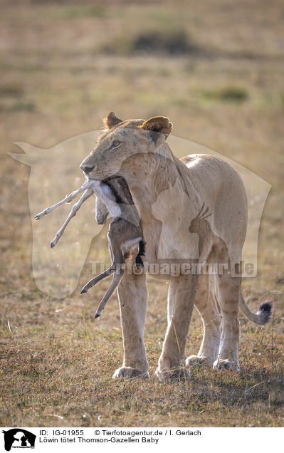 Lwin ttet Thomson-Gazellen Baby / Lioness kills Thomson baby Gazelles / IG-01955