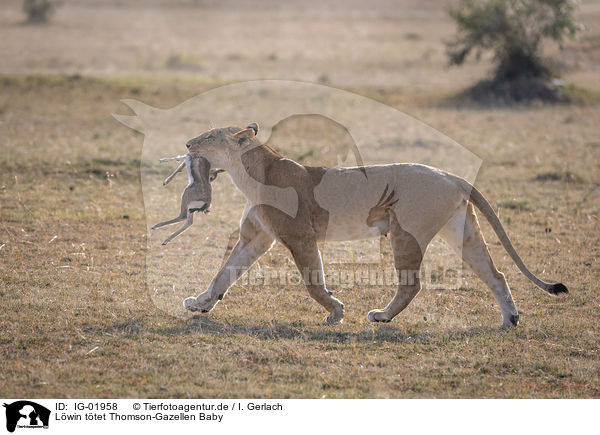 Lwin ttet Thomson-Gazellen Baby / Lioness kills Thomson baby Gazelles / IG-01958