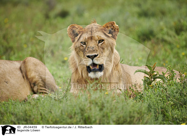 liegende Lwen / lying Lions / JR-04459