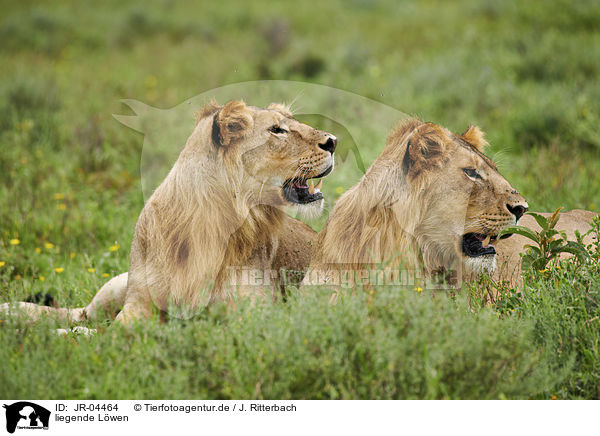 liegende Lwen / lying Lions / JR-04464