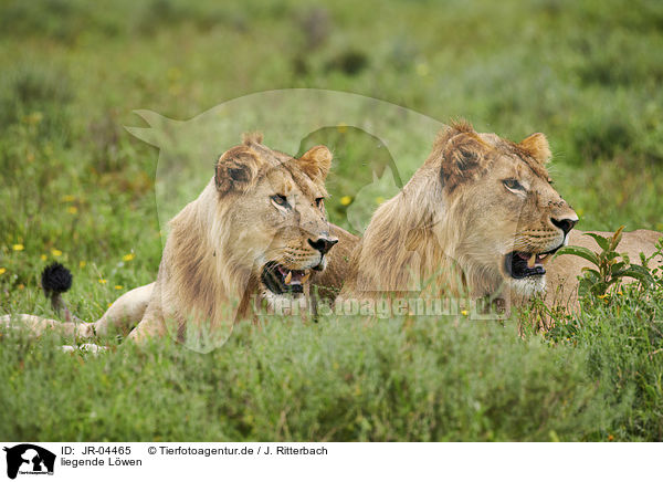 liegende Lwen / lying Lions / JR-04465