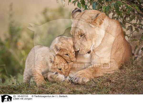 Lwin mit Jungen / Lioness with cub / IG-02133
