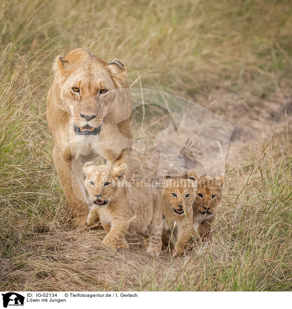 Lwin mit Jungen / Lioness with cub / IG-02134