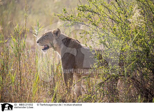 stehender Lwe / MBS-21002