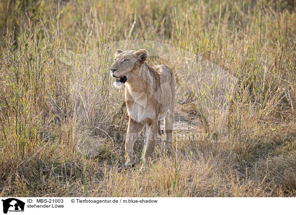 stehender Lwe / MBS-21003
