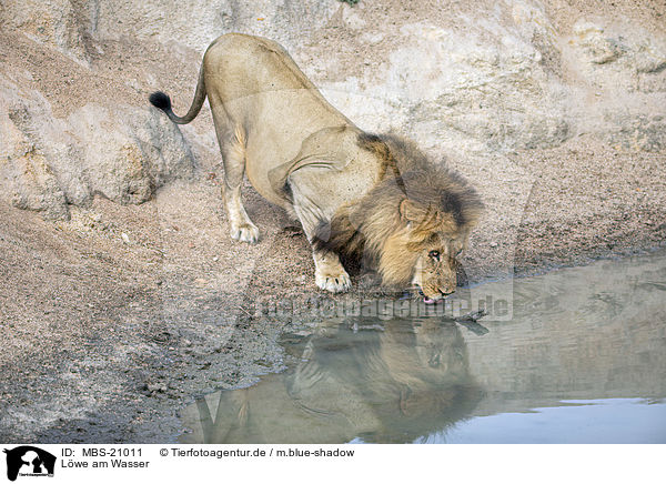 Lwe am Wasser / Lion at the water / MBS-21011