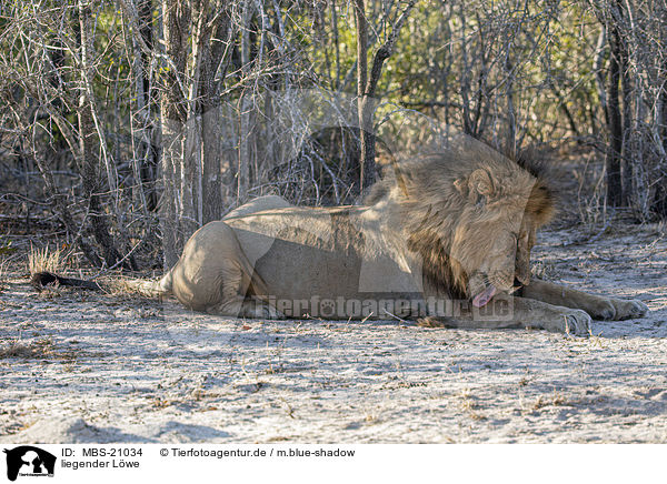 liegender Lwe / lying Lion / MBS-21034