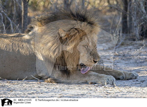 liegender Lwe / lying Lion / MBS-21035