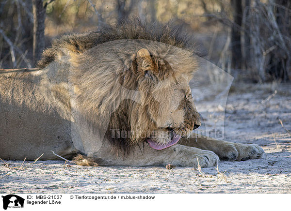 liegender Lwe / lying Lion / MBS-21037