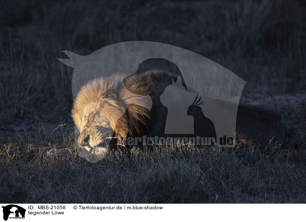 liegender Lwe / lying Lion / MBS-21058