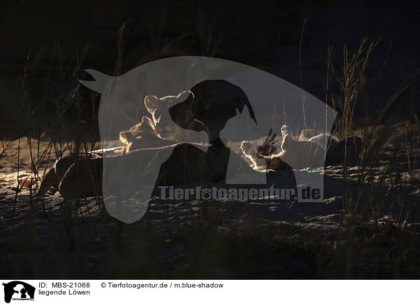 liegende Lwen / lying Lions / MBS-21068