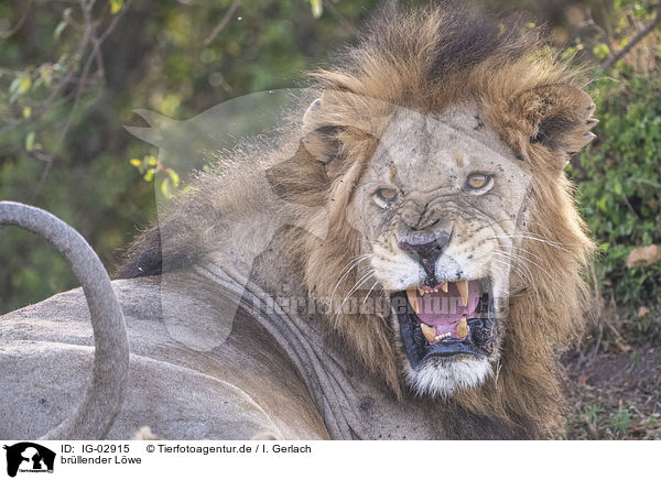 brllender Lwe / roaring Lion / IG-02915