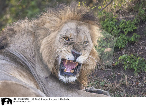 brllender Lwe / roaring Lion / IG-02918