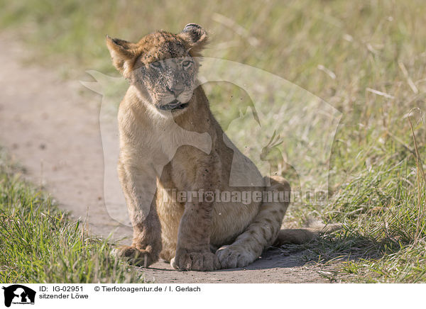 sitzender Lwe / sitting Lion / IG-02951