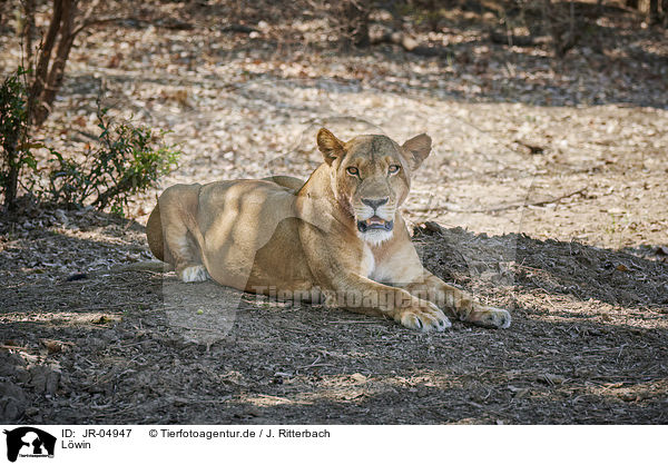 Lwin / lioness / JR-04947