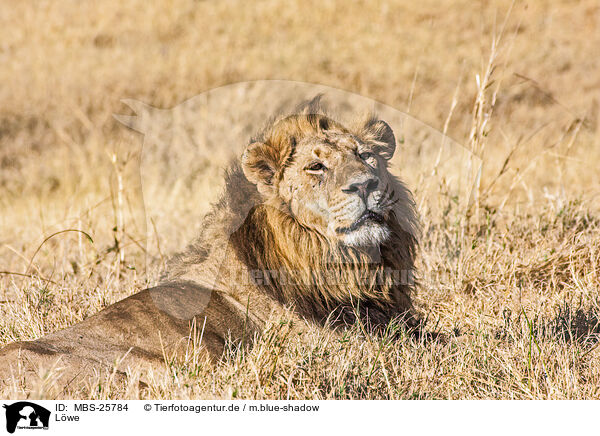 L�we / MBS-25784