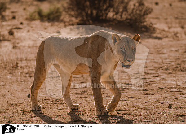 L�we / SVS-01284