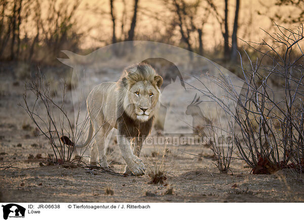 Lwe / lion / JR-06638