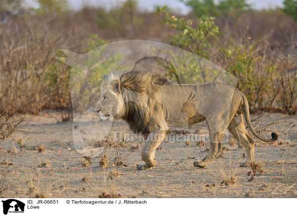 Lwe / lion / JR-06651