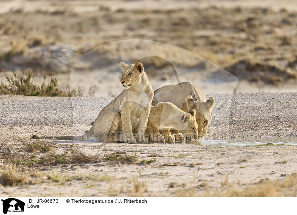 Lwe / lion / JR-06673
