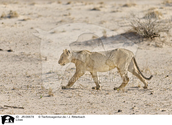 Lwe / lion / JR-06678