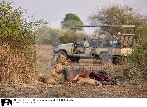 Lwen fressen Bffel / Lions eat buffalo / JR-06949