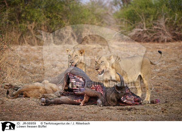 Lwen fressen Bffel / Lions eat buffalo / JR-06959