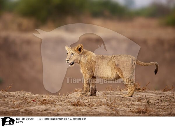 Lwe / Lion / JR-06961