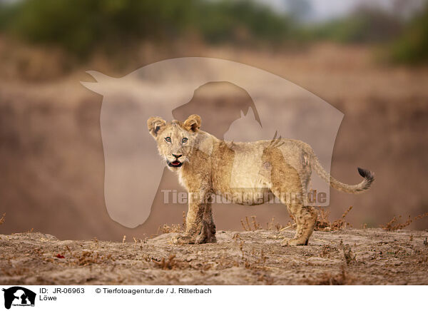 Lwe / Lion / JR-06963