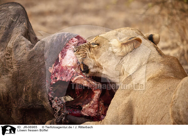 Lwen fressen Bffel / Lions eat buffalo / JR-06965