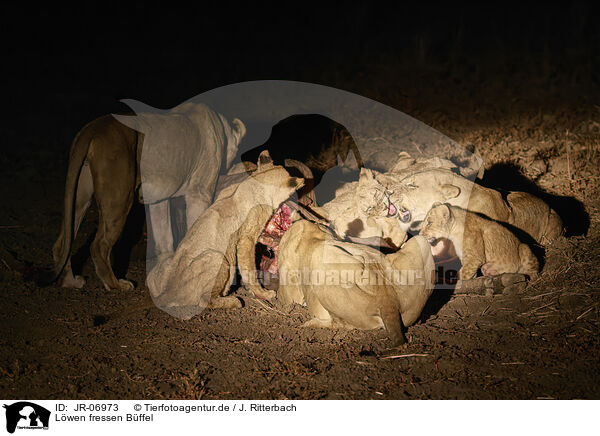 Lwen fressen Bffel / Lions eat buffalo / JR-06973