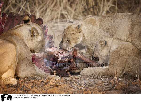Lwen fressen Bffel / Lions eat buffalo / JR-06977