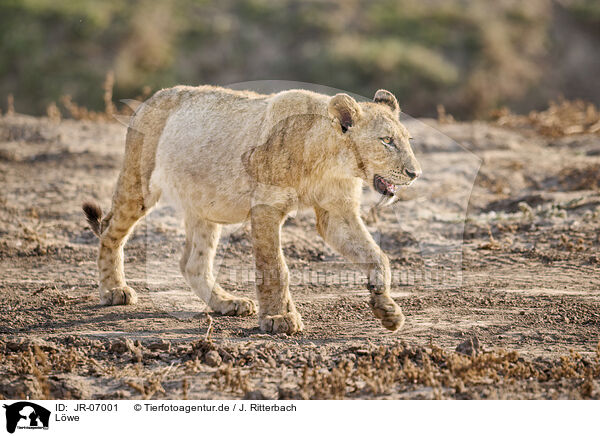 Lwe / Lion / JR-07001