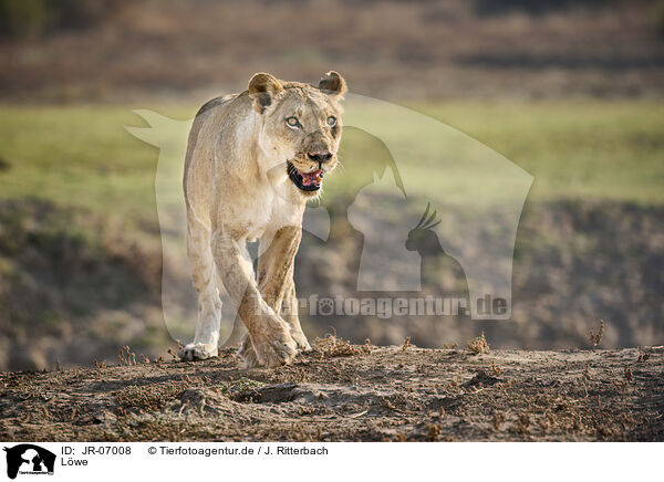 Lwe / Lion / JR-07008