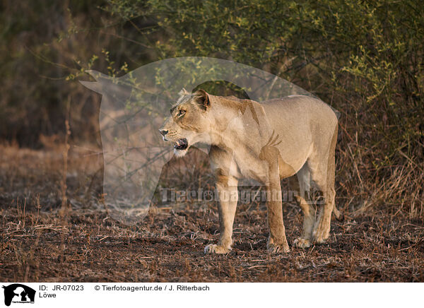 L�we / JR-07023