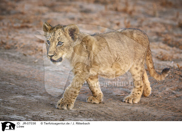 Lwe / Lion / JR-07036