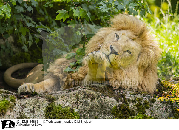 Afrikanischer Lwe / African Lion / DMS-14863