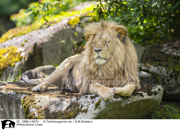 Afrikanischer Lwe / African Lion / DMS-14874