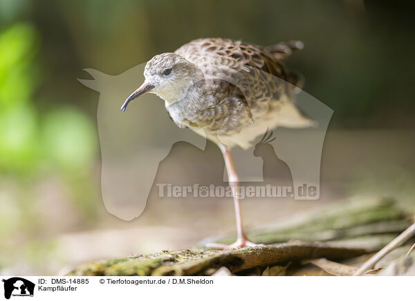 Kampflufer / ruff / DMS-14885