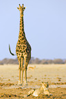 Lwe und Giraffe