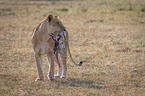 Löwin tötet Thomson-Gazellen Baby
