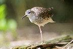 Kampflufer