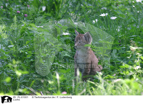 Luchs / lynx / FL-01001