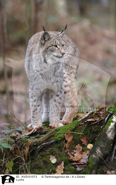 Luchs / AVD-01073