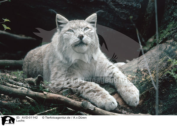 Luchs / lynx / AVD-01142