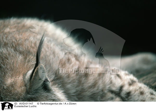 Eurasischer Luchs / eurasian lynx / AVD-01147